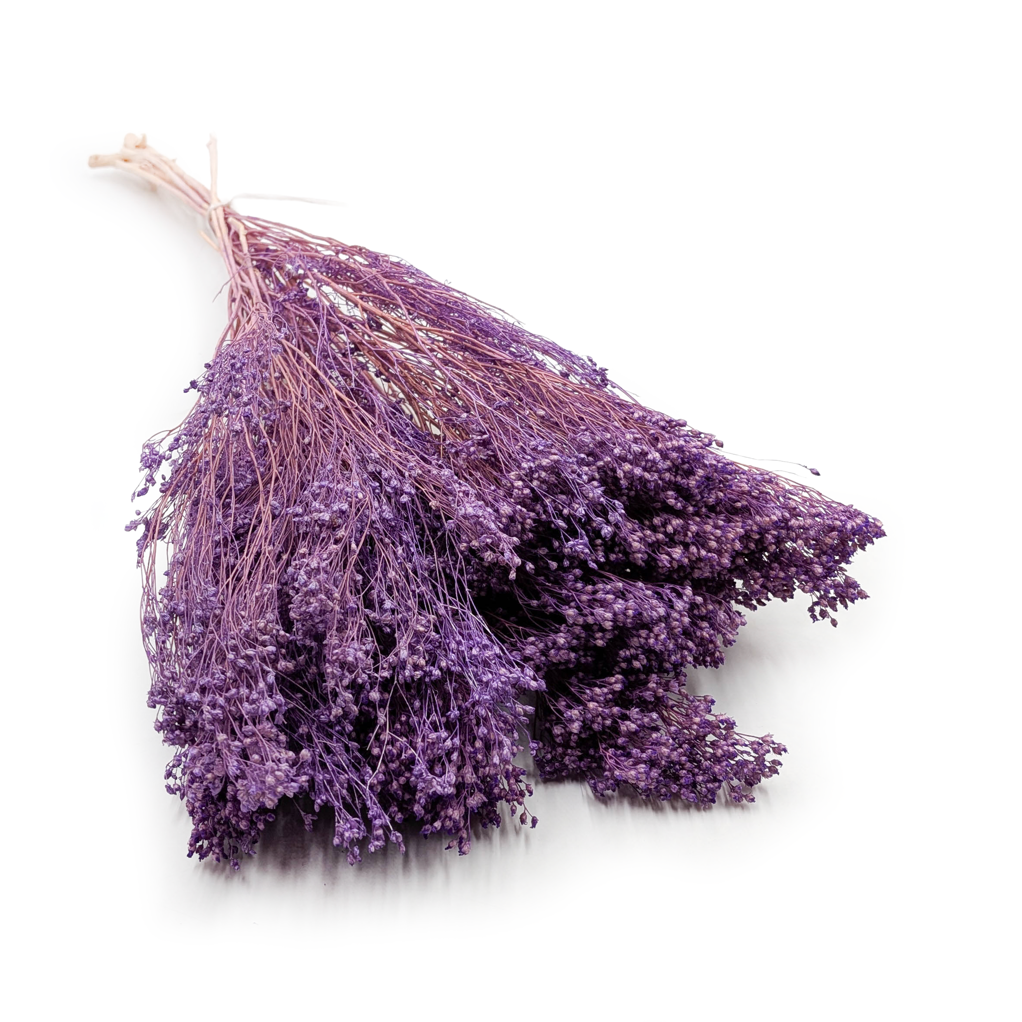 Broom Bloom ( Cytisus Scoparius) – Lavender