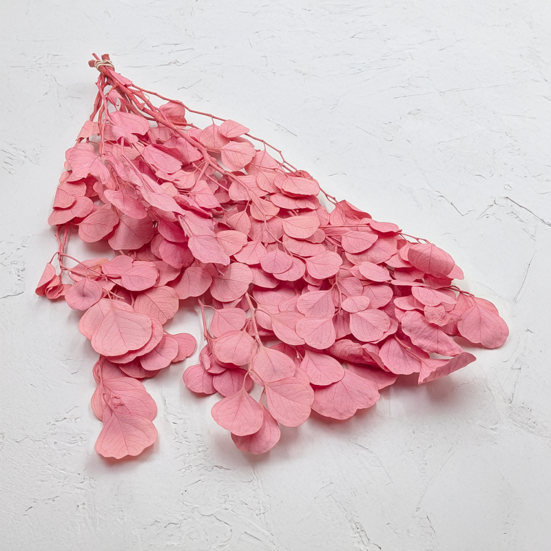 POPULUS ROYAL PINK 1.png