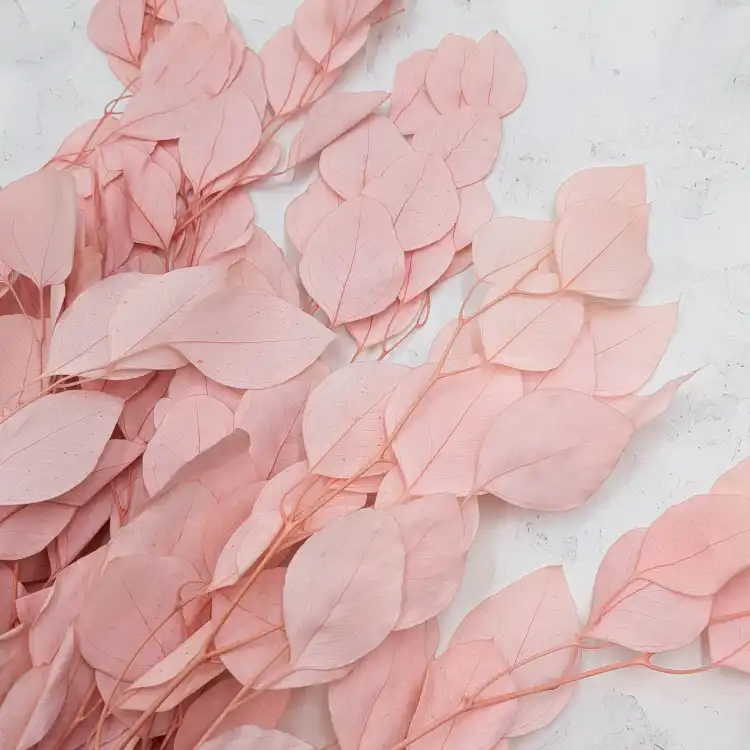 POPULUS ROYAL LT PINK 5.png