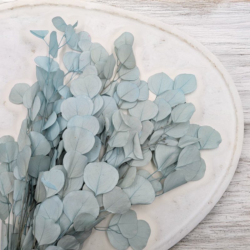 POPULUS ROYAL LT BLUE 4.png