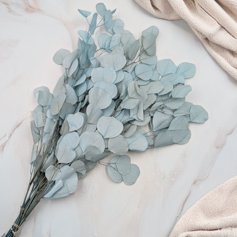 POPULUS ROYAL LT BLUE 5.png