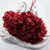 Hydrangea Royal Burgund 4.png