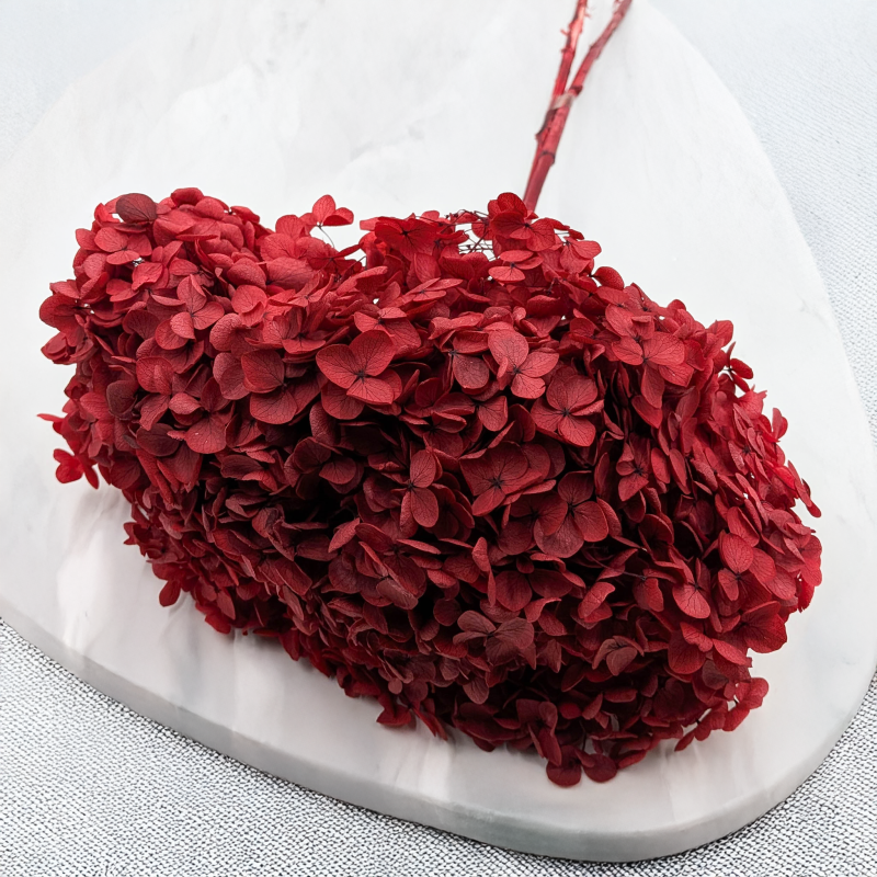 Hydrangea Royal Burgund 4.png