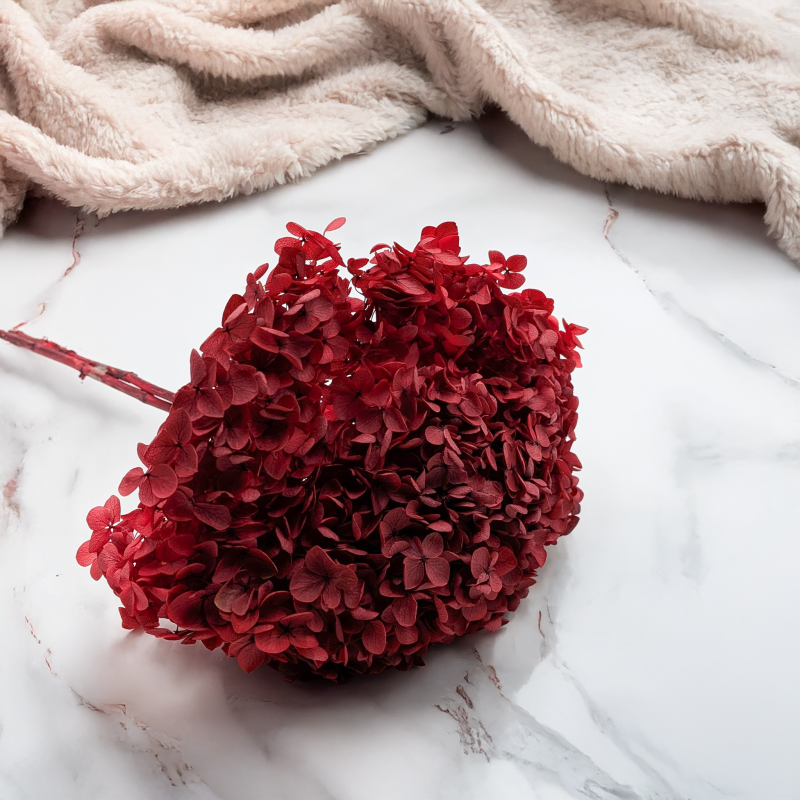 Hydrangea Royal Burgund 5.png