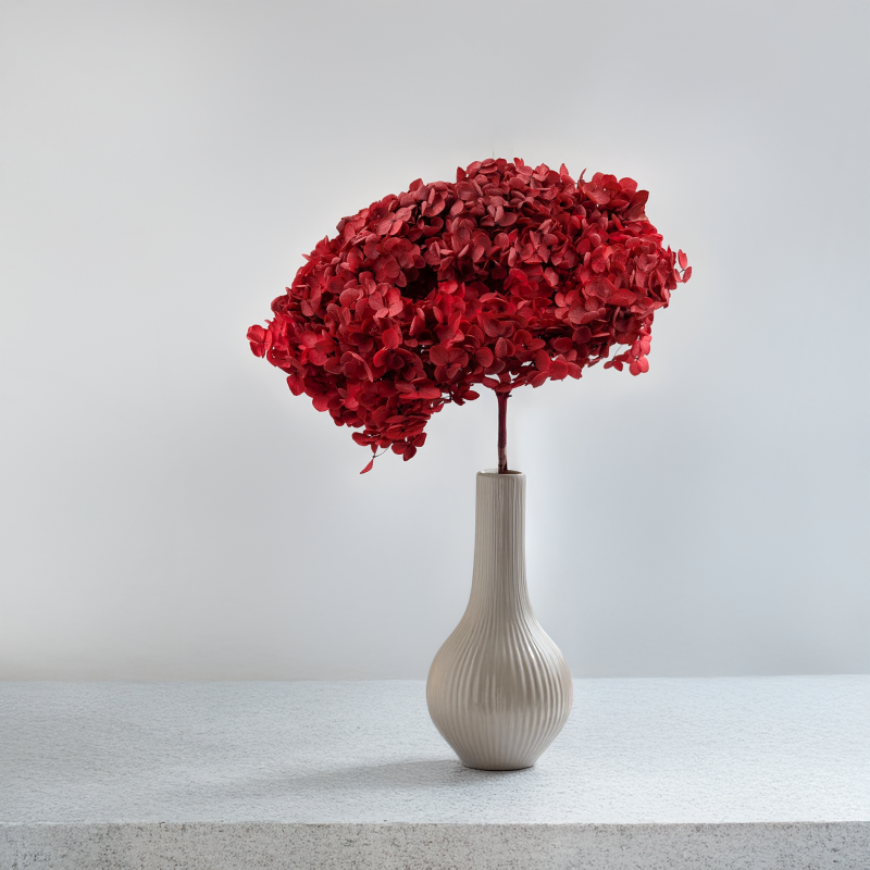 Hydrangea Royal Burgund 6.png