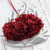 Hydrangea Royal Burgund 1.png