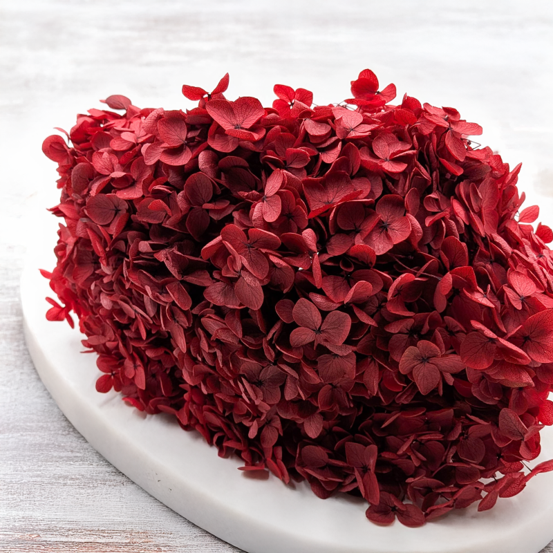 Hydrangea Royal Burgund 2.png