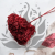 Hydrangea Royal Burgund 3.png