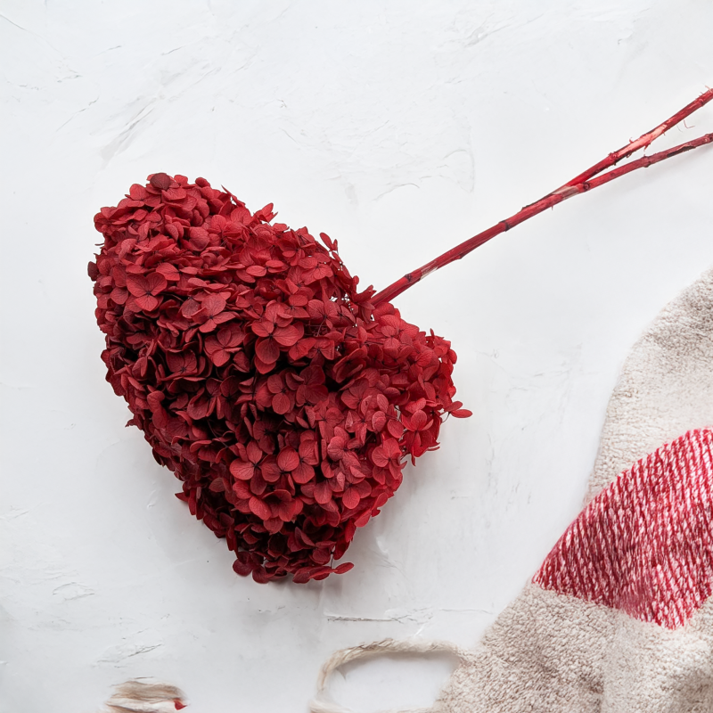 Hydrangea Royal Burgund 3.png