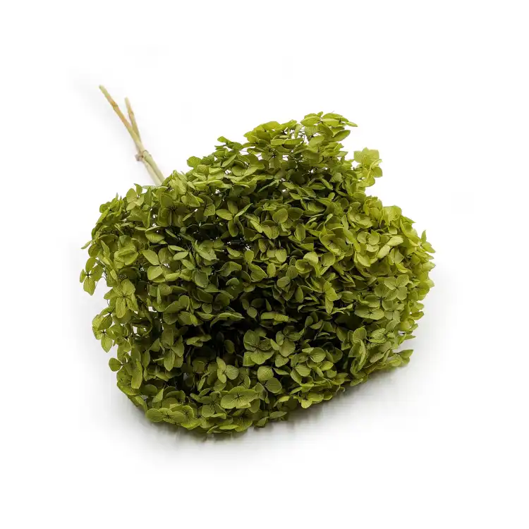 Hydrangea Royal Green.png