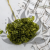 Hydrangea Royal Green 1.png