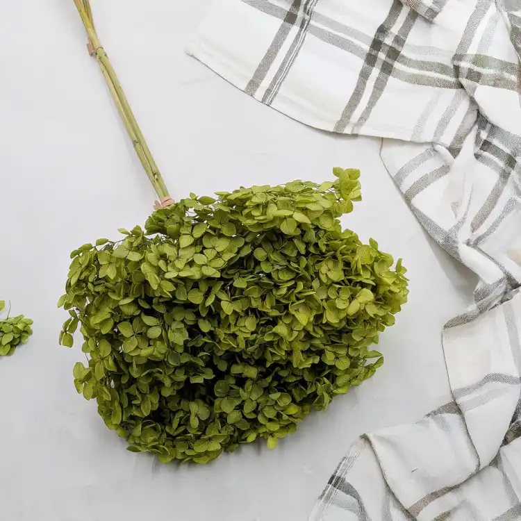 Hydrangea Royal Green 1.png