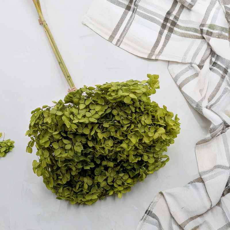 Hydrangea Royal Green 1.png