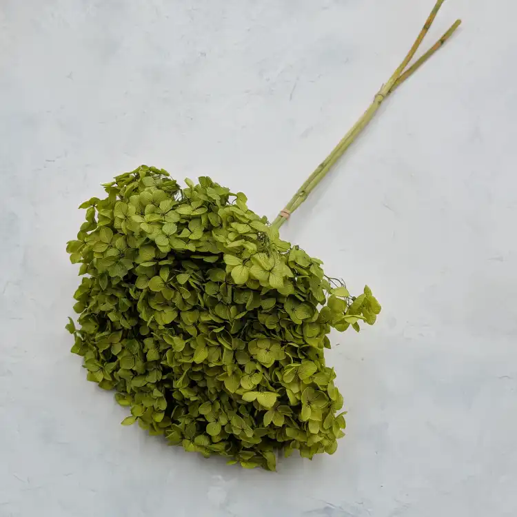 Hydrangea Royal Green 2.png