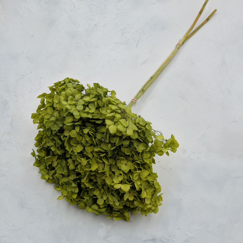 Hydrangea Royal Green 2.png