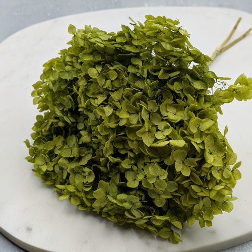 Hydrangea Royal Green 3.png