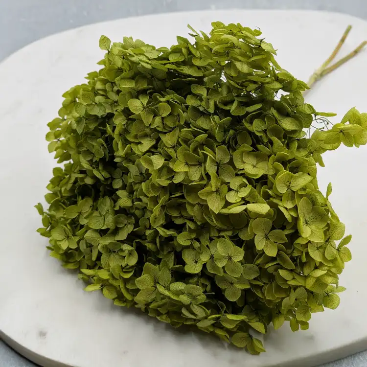 Hydrangea Royal Green 3.png