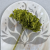 Hydrangea Royal Green 4.png