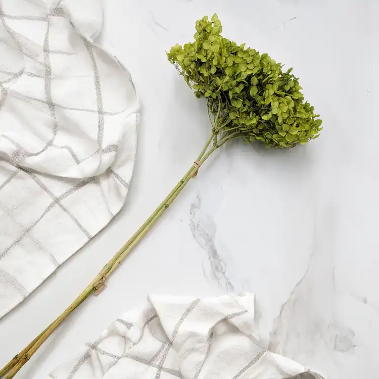 Hydrangea Royal Green 5.png