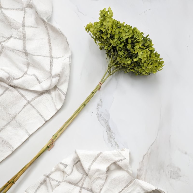 Hydrangea Royal Green 5.png