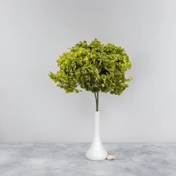 Hydrangea Royal Green 6.png