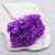 Hydrangea Royal Lavenda 1.png