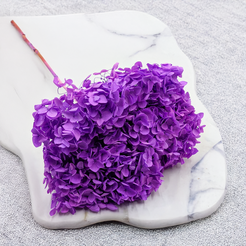 Hydrangea Royal Lavenda 1.png