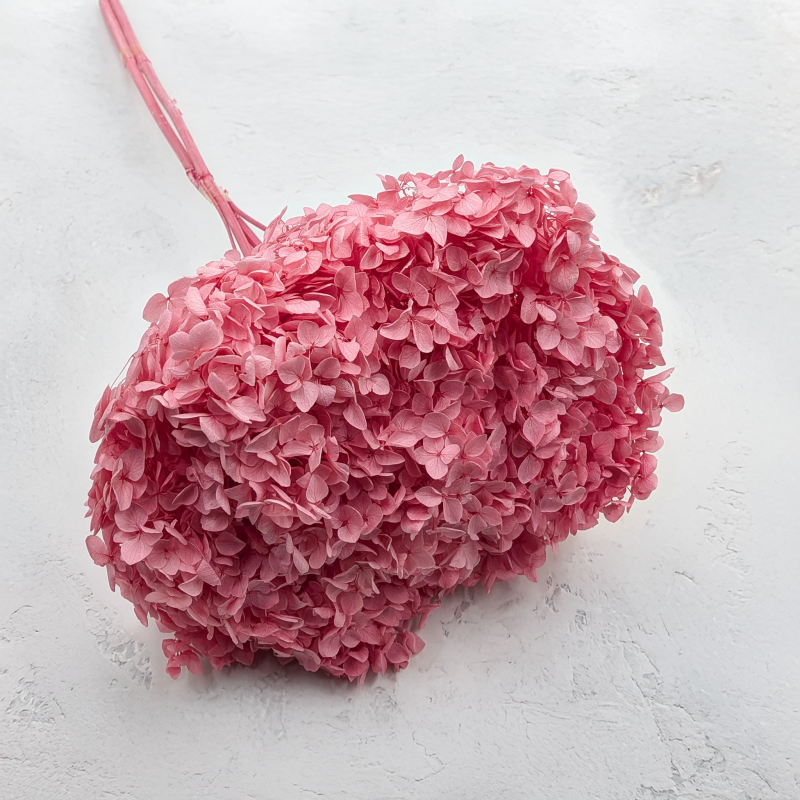 Hydrangea Royal Pink 1.png