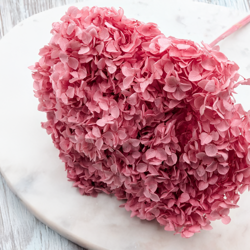 Hydrangea Royal Pink 4.png