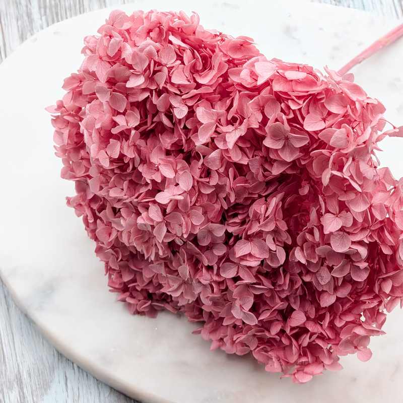 Hydrangea Royal Pink 4.png