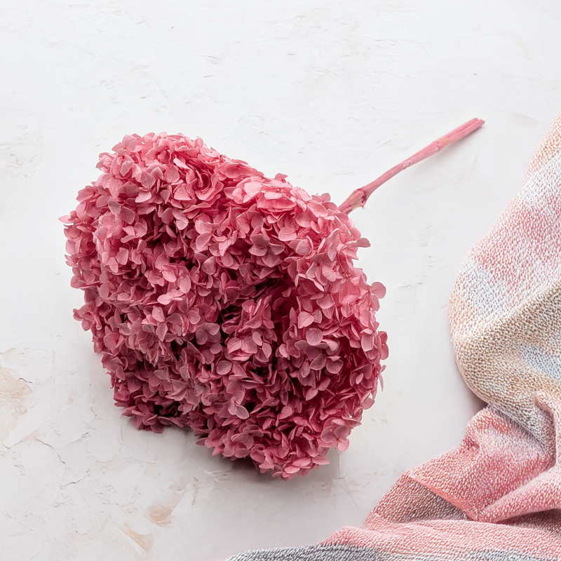 Hydrangea Royal Pink 5.png