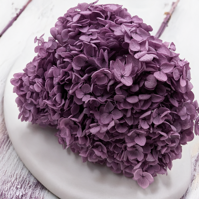 HYDRANGEA LAVENDER ROYAL 24 5.png