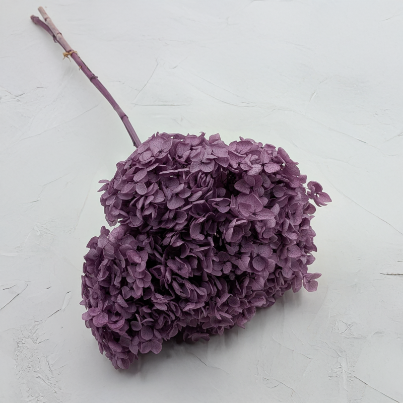 HYDRANGEA LAVENDER ROYAL 24 1.png