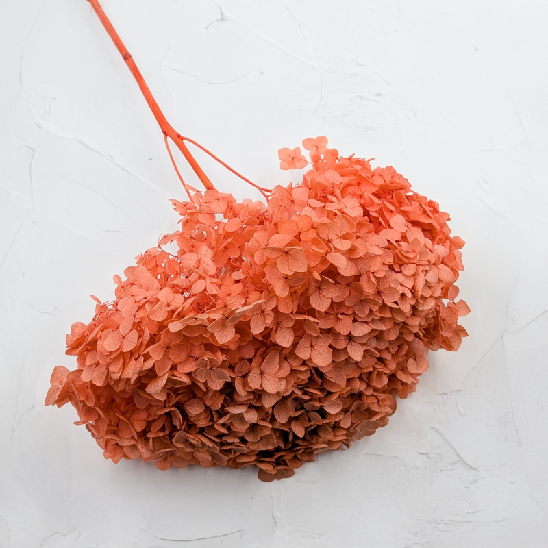 Hydrangea Royal Sand Beige 1.png