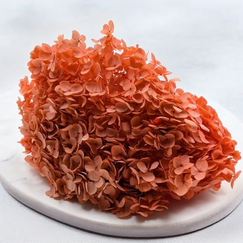 Hydrangea Royal Sand Beige 2.png