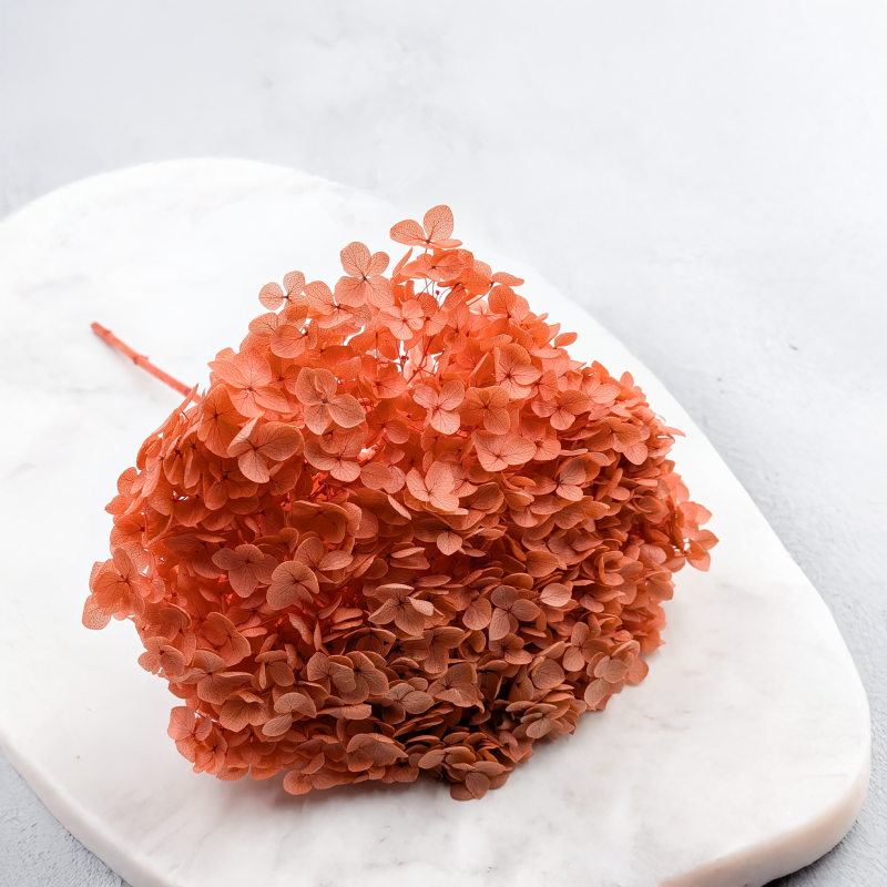 Hydrangea Royal Sand Beige 5.png