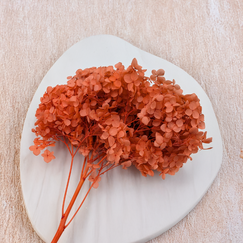 Hydrangea Royal Sand Beige 6.png