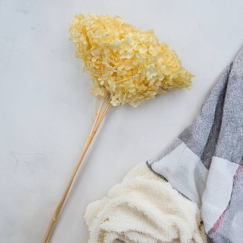 HYDRANGEA SOFT YELLOW ROYAL 11 4.png