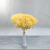 HYDRANGEA SOFT YELLOW ROYAL 11 5.png