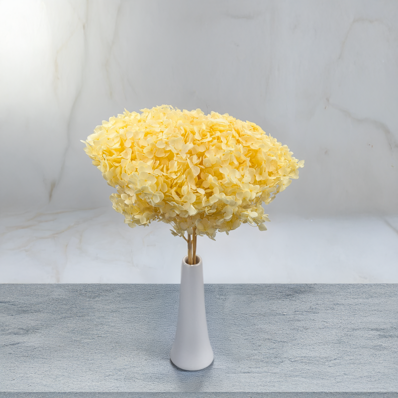 HYDRANGEA SOFT YELLOW ROYAL 11 5.png