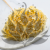 HYDRANGEA SOFT YELLOW ROYAL 11 6.png