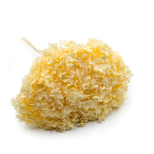 HYDRANGEA SOFT YELLOW ROYAL 11.png