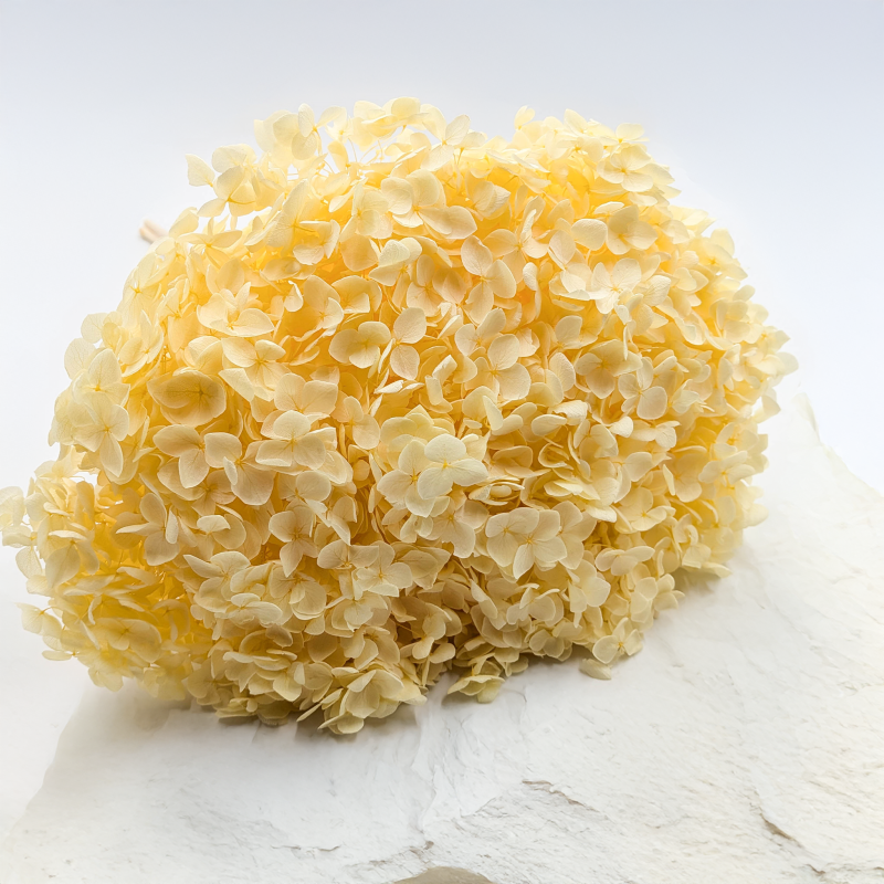 HYDRANGEA SOFT YELLOW ROYAL 11 1.png