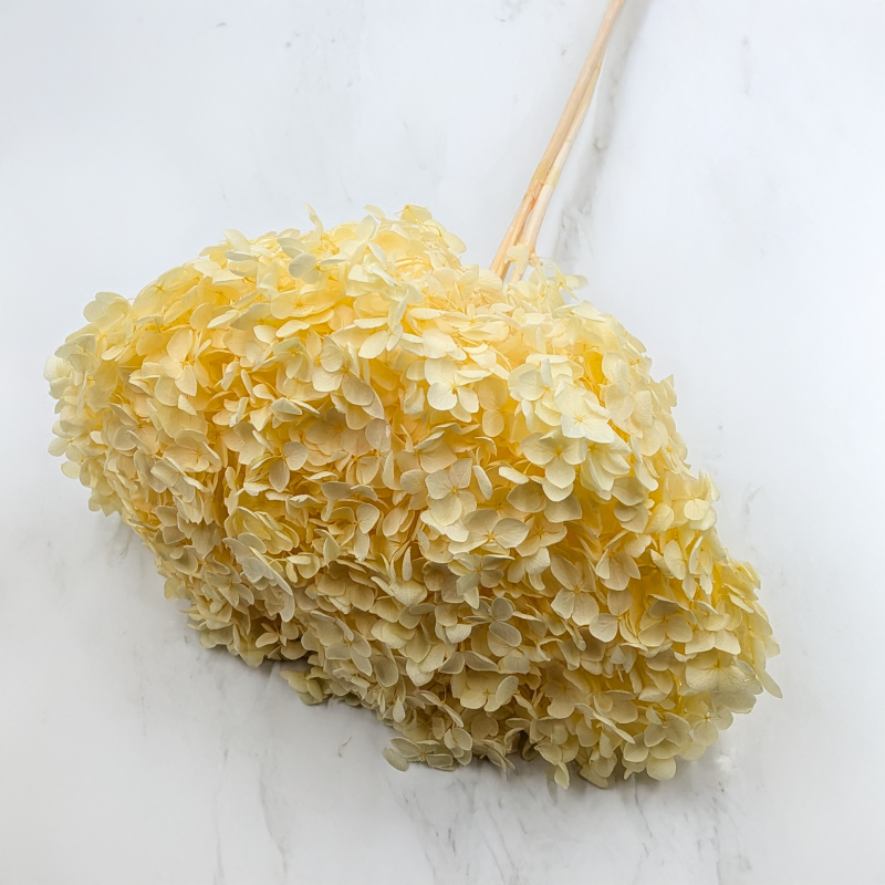 HYDRANGEA SOFT YELLOW ROYAL 11 2.png