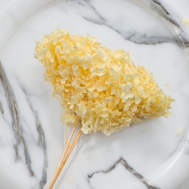 HYDRANGEA SOFT YELLOW ROYAL 11 3.png