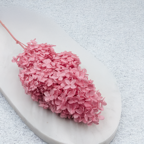 Hortensja Conical różowa 1.png