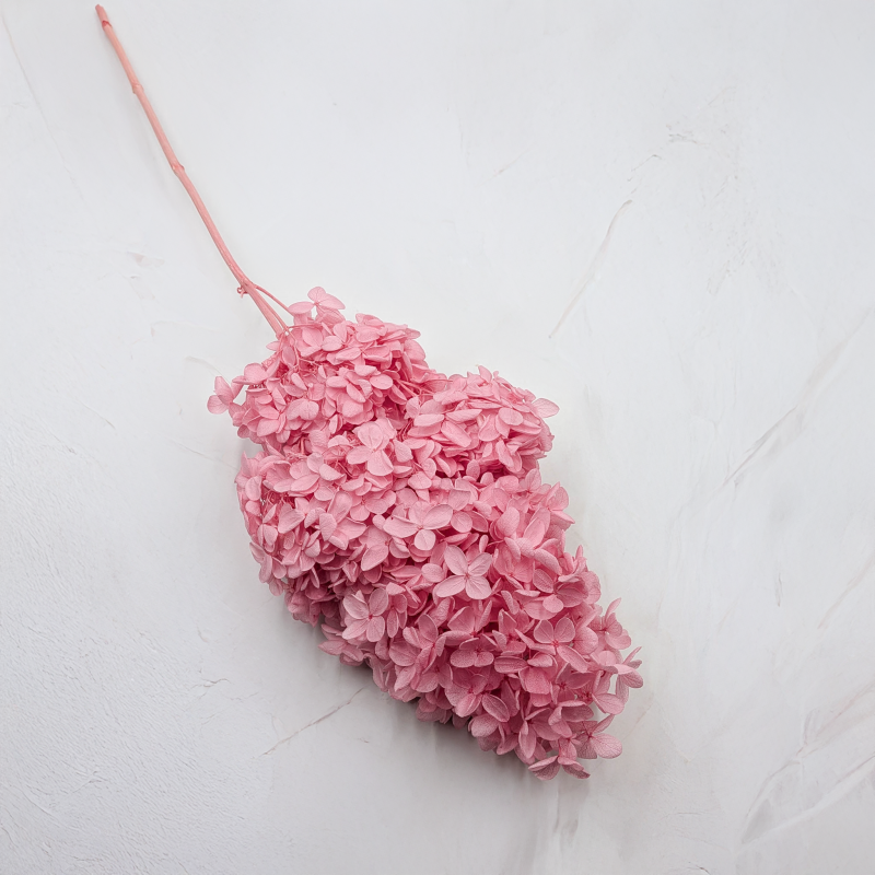 Hortensja Conical różowa 2.png