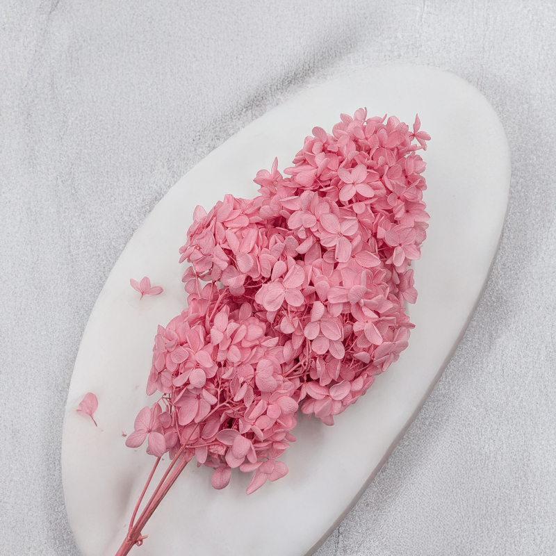 Hortensja Conical różowa 3.png