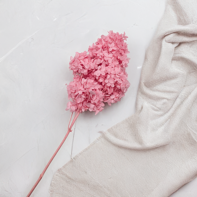 Hortensja Conical różowa 4.png