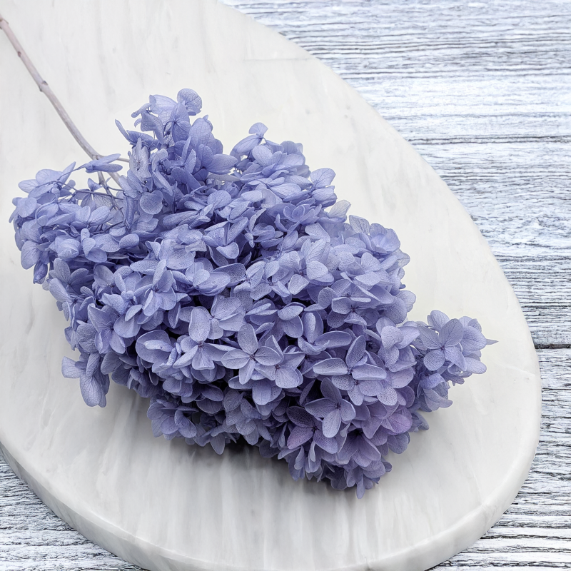 Hortensja Conical niebieska 1.png